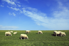 Ameland-Holland: ie Deichanlagen am Wattenmeer werden von Schafsherden gepflegt.